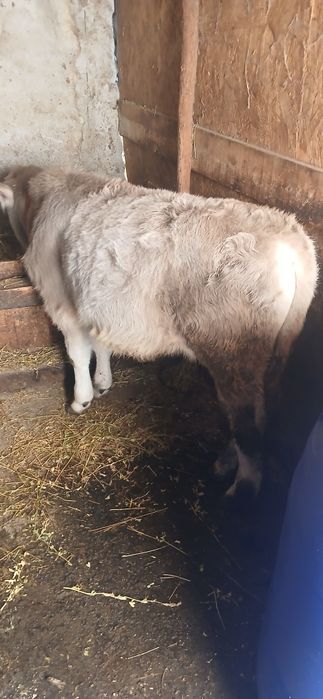 De vânzare doi taurasi