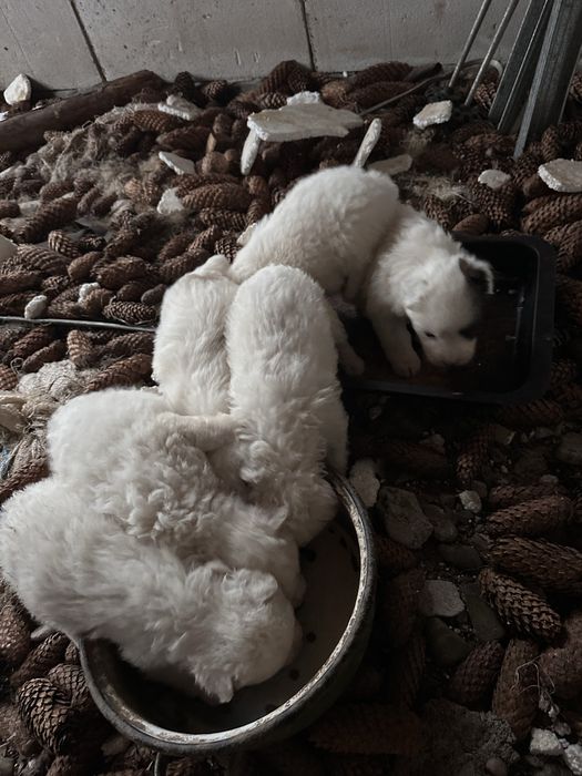 Donez 7 catei varsta 1 luna