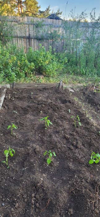 Дача на федоровке