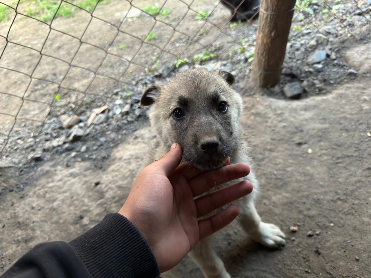 Продам щенят Немецкой овчарки.