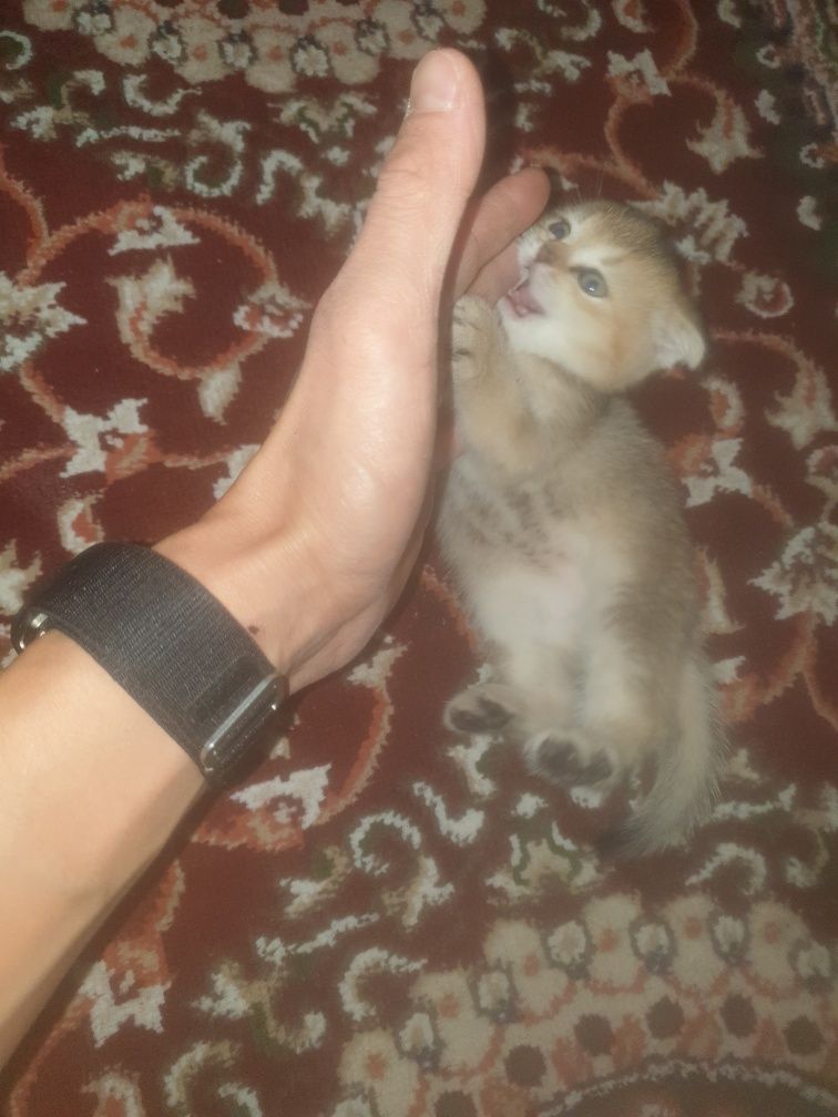 Kowki zotli muwuv bolasi