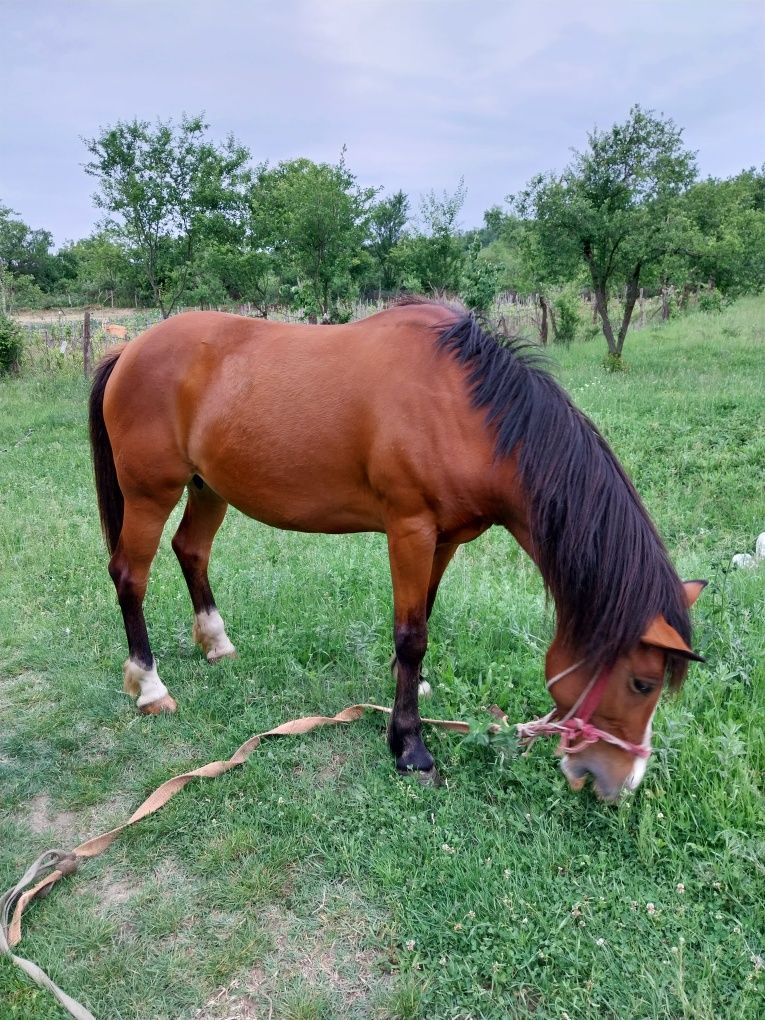 Iapa 10 ani  branesti gorj