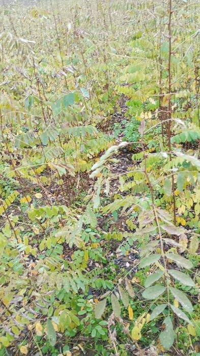 Puieți salcâm frasin fag carpen ulm plop mesteacăn brad molid Tei arin