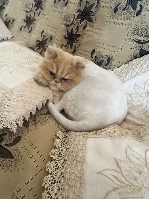 donez pisica persana