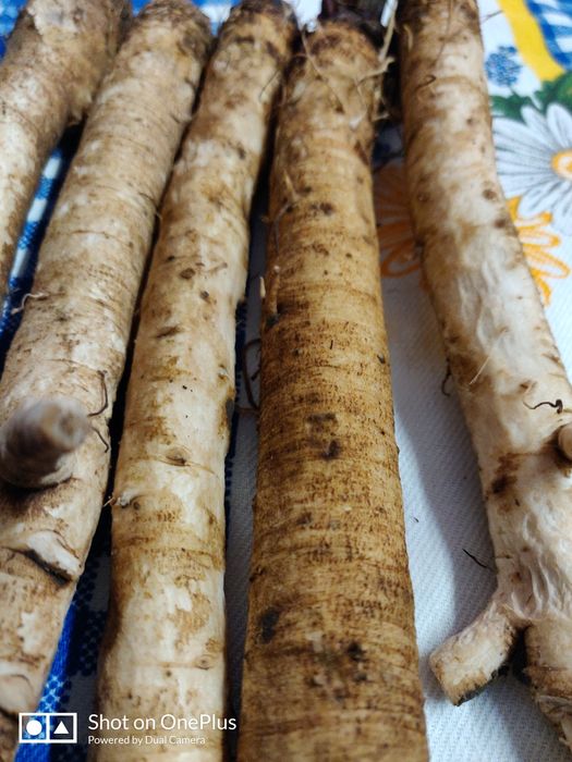 Rădăcina de brusture