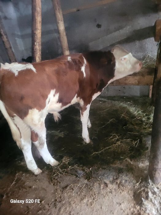 2 taurasi 5 luni în baltat pe rosu și un angus .forte frumoși