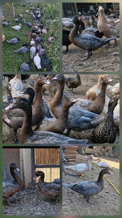 Rate lesesti albastre