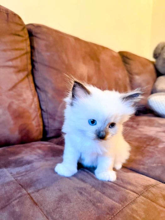 Регдол, рагдол, раг дол, рег дол