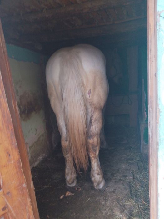 De vazare harmasar de 9 ani cuminte sănătos probe la fata locului