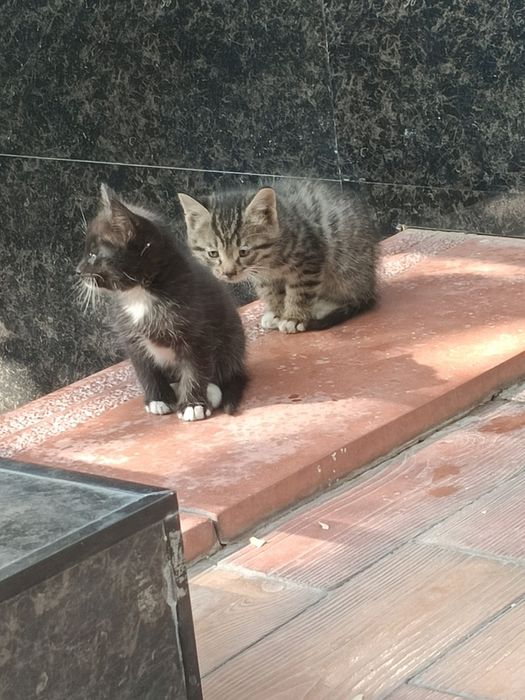 Котята в хорошие руки