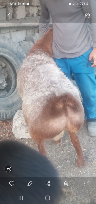 Зотдор кучкорлар