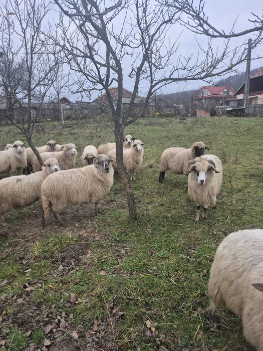 Vând oi turcane gestante