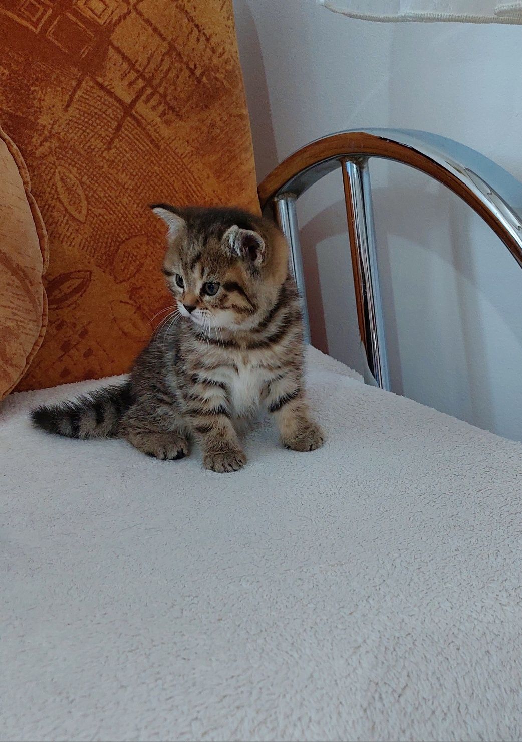 Brittish Shorthair Tabby