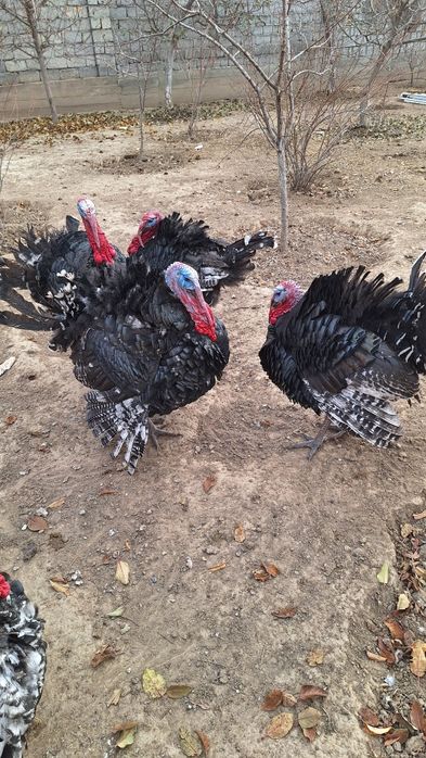 Продаю индюков самец