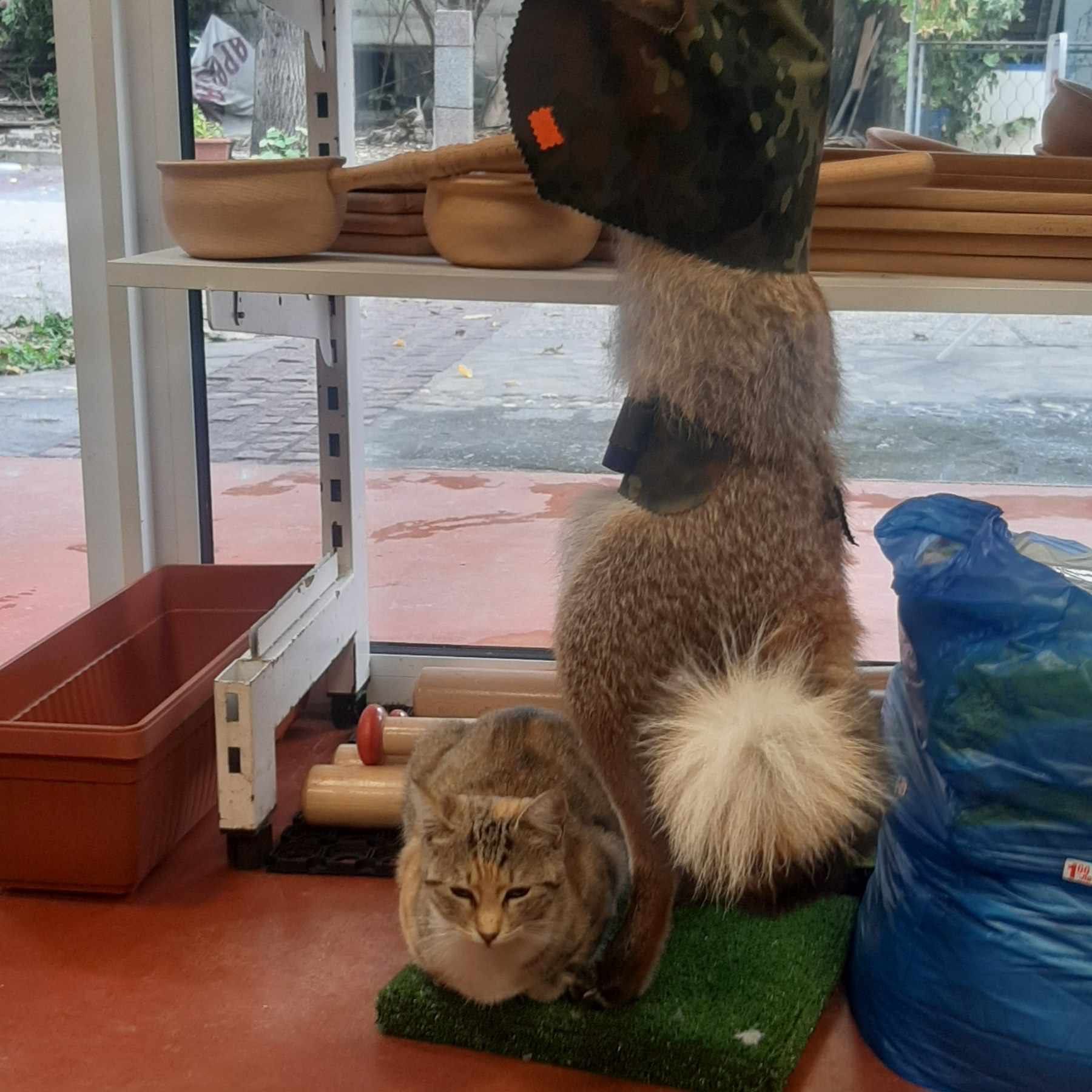 Трицветна котка търси дом, много добра и гальовна