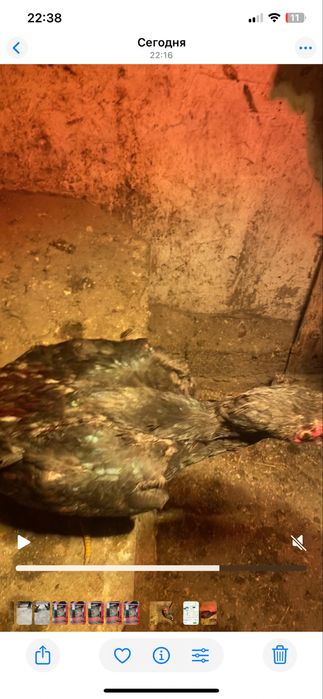 продам петушка четкий