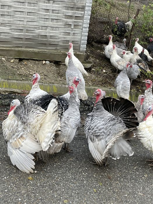 Curcani de vânzare – crescuți natural