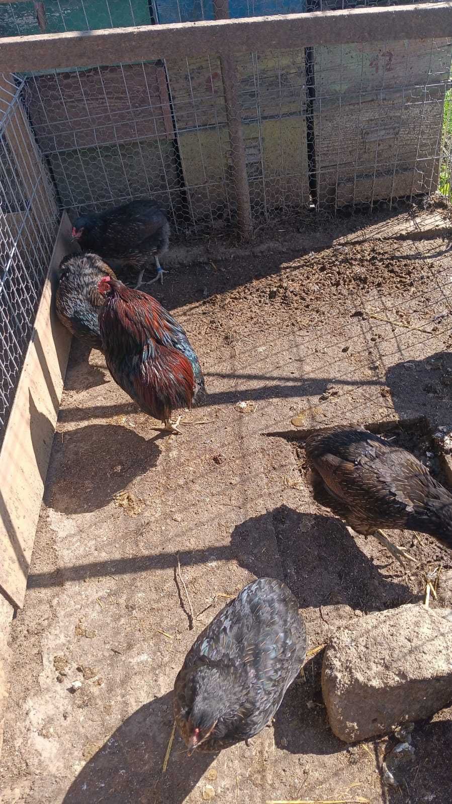 Boboci rata leseasca.