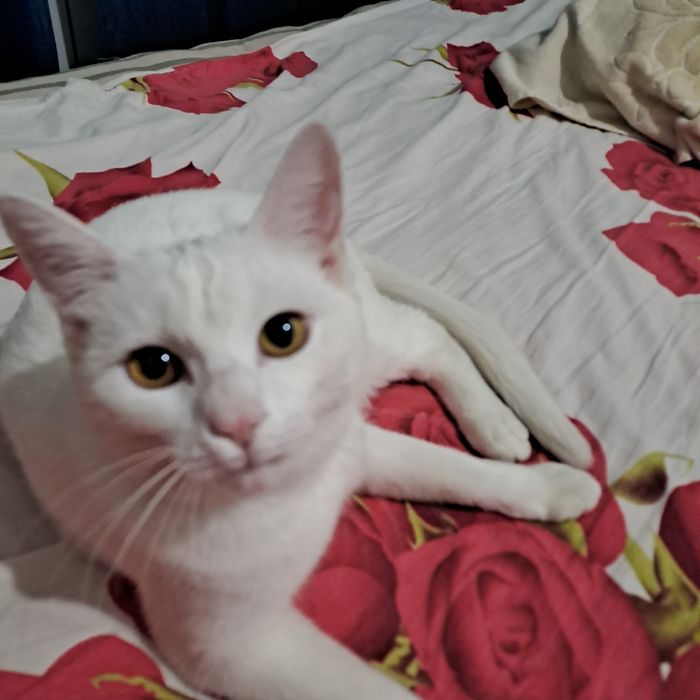 Катонок белоснежный девочка 9месеца,домашний...