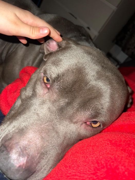 Vand caine American bully xl