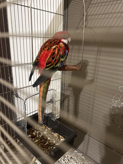 Papagal Rosella