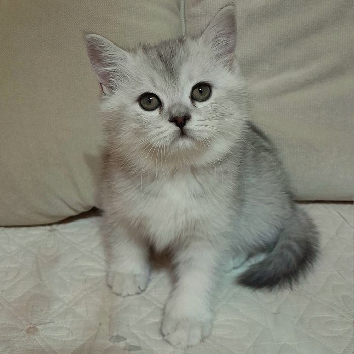 Продаются два шикарных мальчика шиншилла,скотишстрайт.