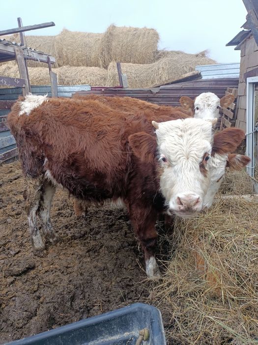 Телята разных возрастов