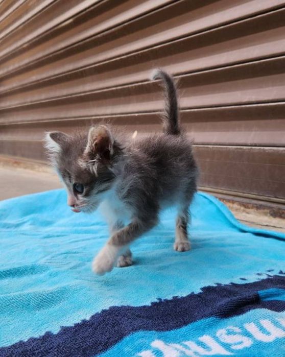 Kotyata v dobrie ruki