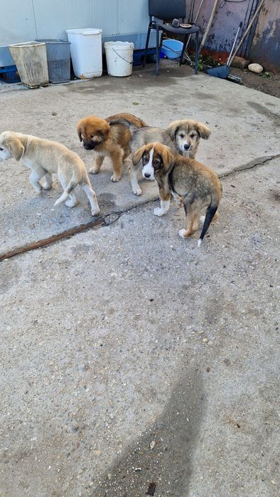 Câini spre adopție zona soseaua de centura Autobon, Greenkraft