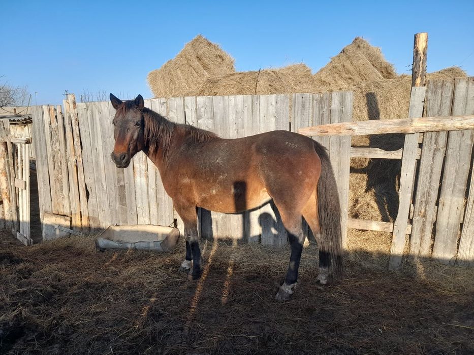 Продам кобылу 7 лет на откорме