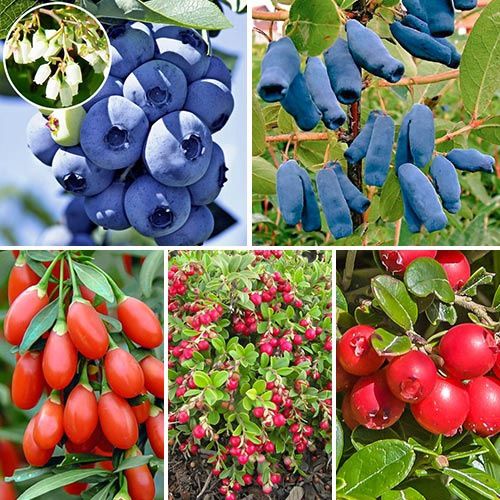 Pomi fructiferi: cireș, vișin,cais,Persic,nectarine,prun,măr, păr, !