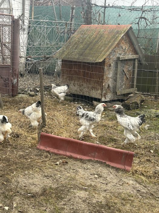 Cocos brhma  de vanzare