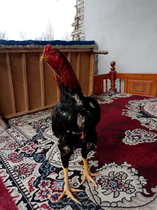 Dakan xoroz sotiladi soglom 100 foyiz bir tulak