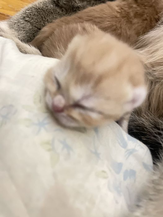 Котята породистые готовим к продажи родились 3 го ноября