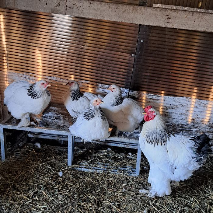 Brahma, Wyandotte, Alustrop