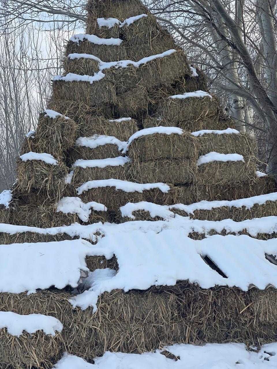 Жоңышқа. Бірінші  жылғы өнім, арпа косылған