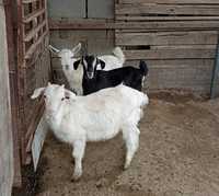 Продам домашнее козы