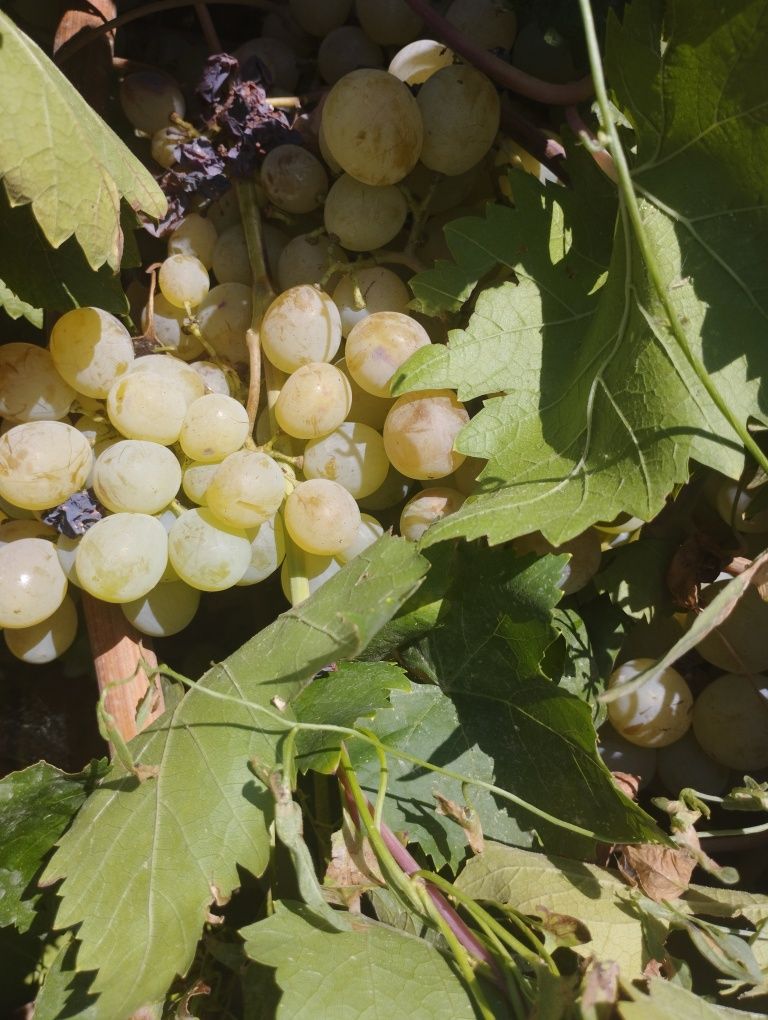 Vino bob uzumlar qora va oq tozza pishgan