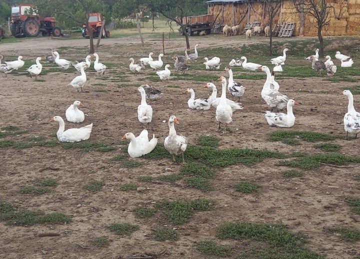 Vând 9 gâște tinere cam 5 kg crescute cu cereale