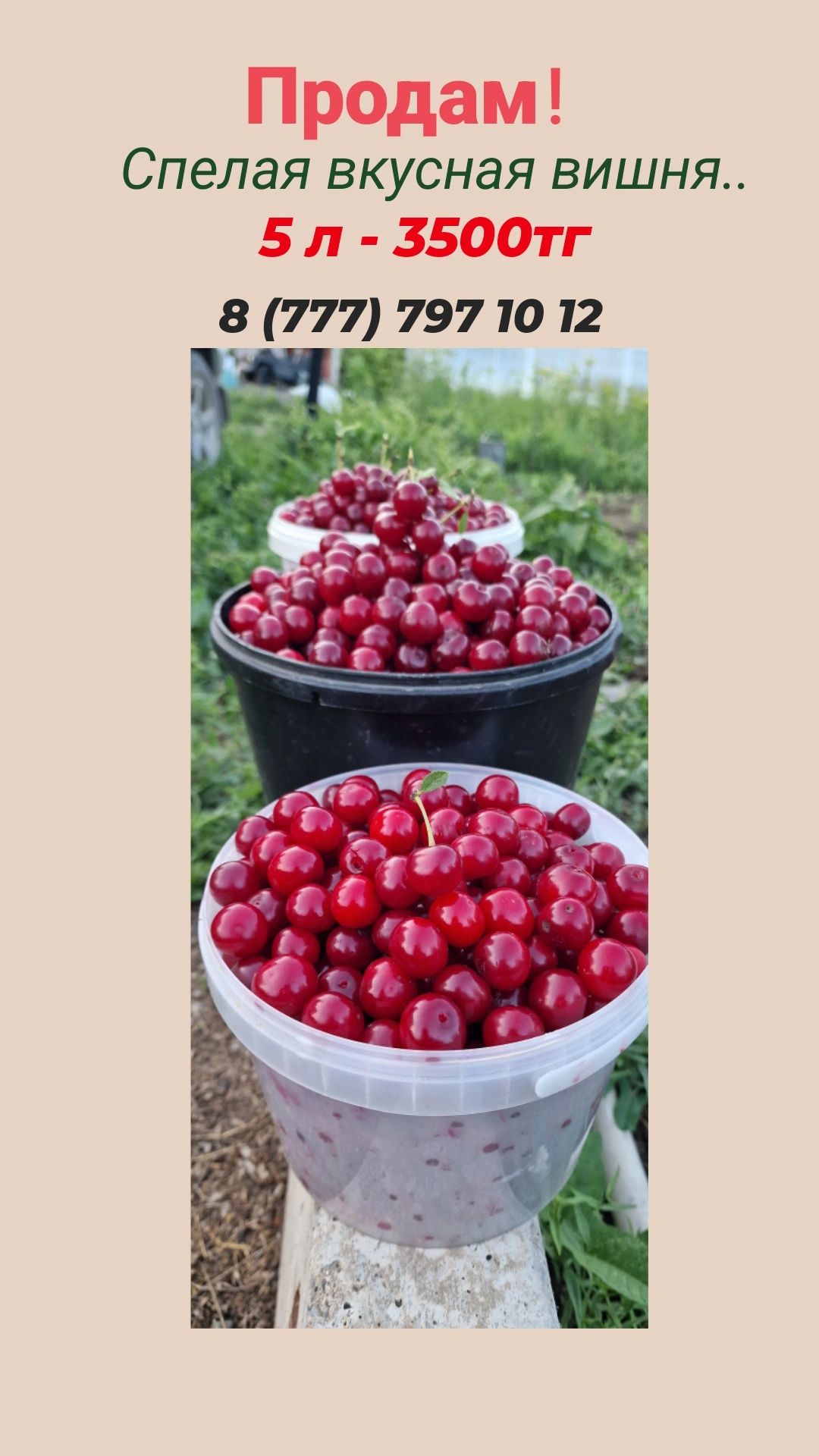 Продам вкусную, спелую вишню