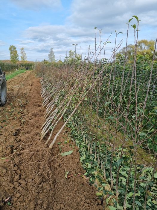 Pepiniera Cristea Ioan