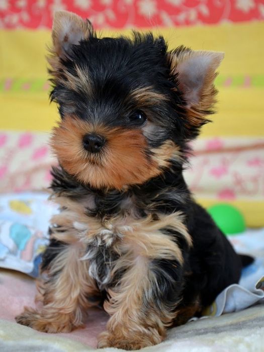 Yorkshire terrier talie mica