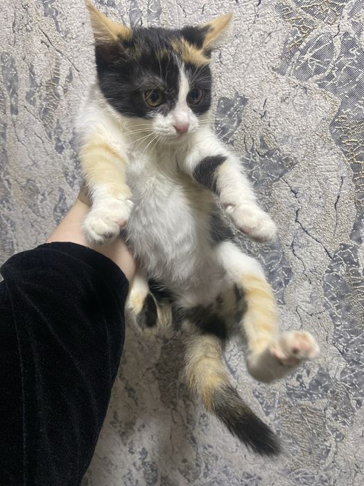 Mushuk bolasi 4 oylik. Hadiya