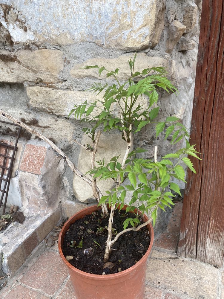 Planta cataratoare luleaua turcului