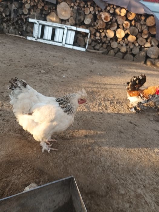 Găini, rațe mute, gâște leșești.