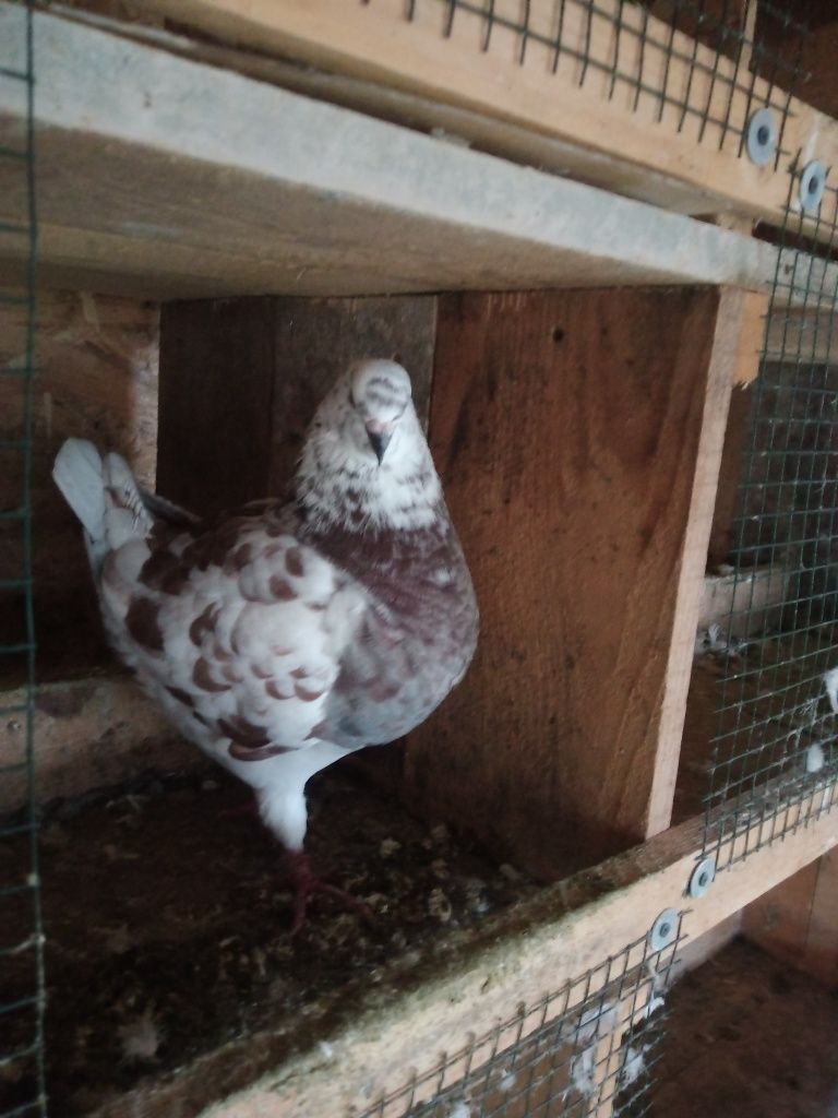 Porumbei Kingi pui și producători tineret Sint perfect sănătoși