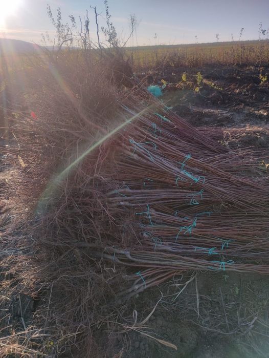 Pomi fructiferi diferite soiuri