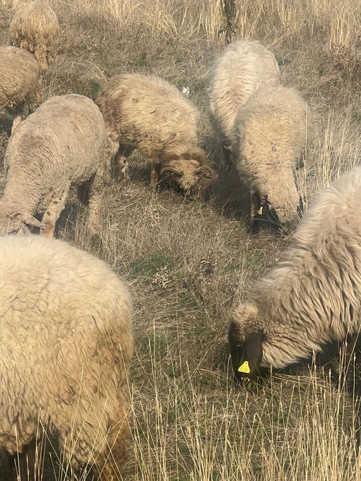 Vând. Berbecuți de anul ăsta buni de. Pastramă