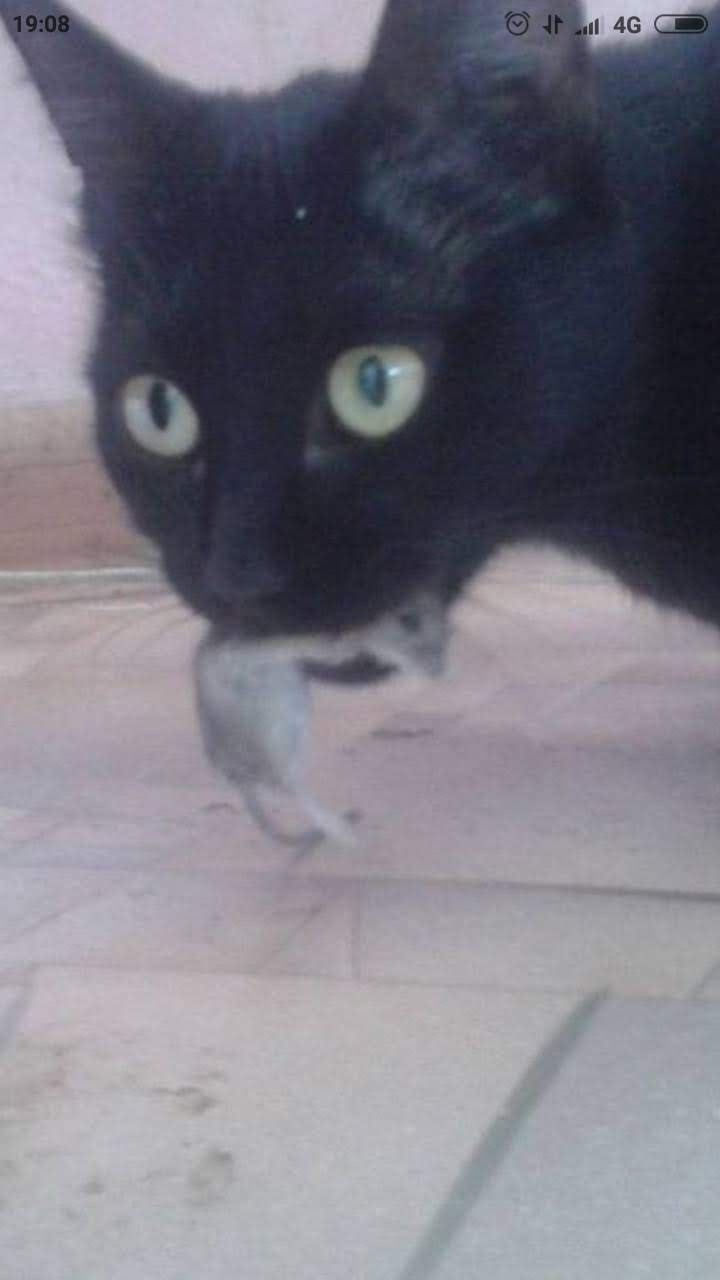 Котята крысоловки
