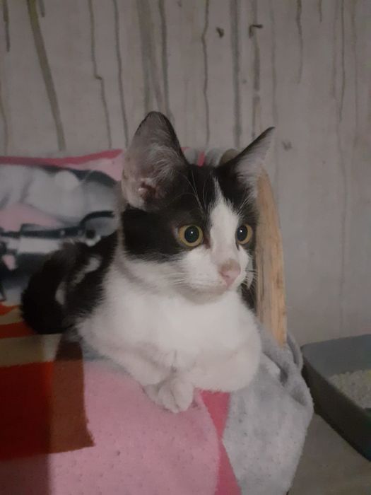 Doi băieței cuminți își caută stăpâni